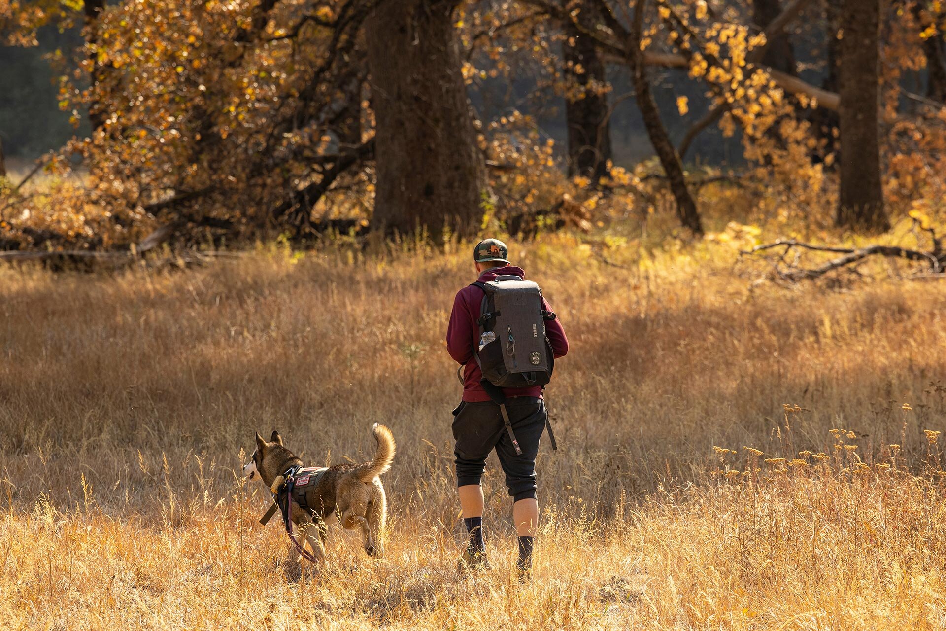 Wandern mit Hund Banner | © Leo_Visions/Unsplash